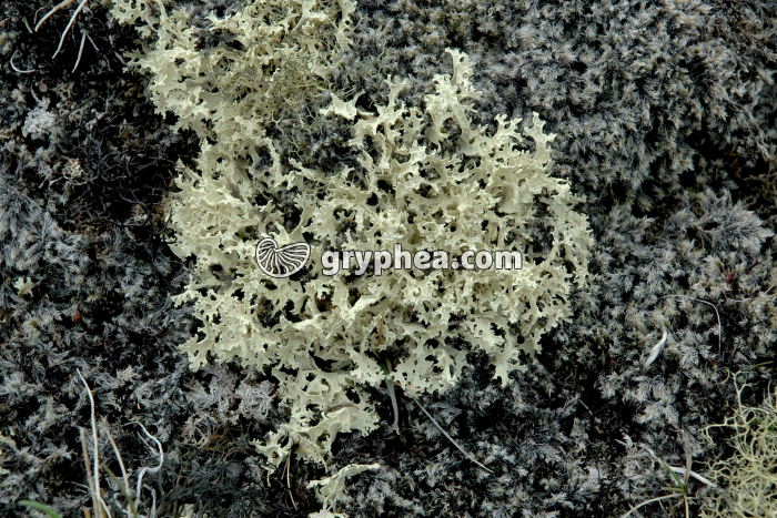 Lichen (Evernia prunastri, Islande) - gryphea.com